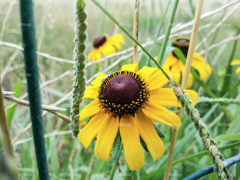 Yellow Black-eyed Susan wildflowers growing in a green grassy field clash of color