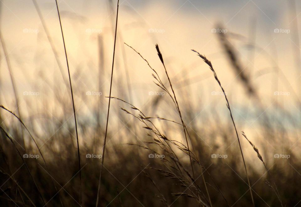 Close-up of grass