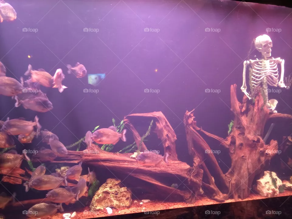 aquarium
