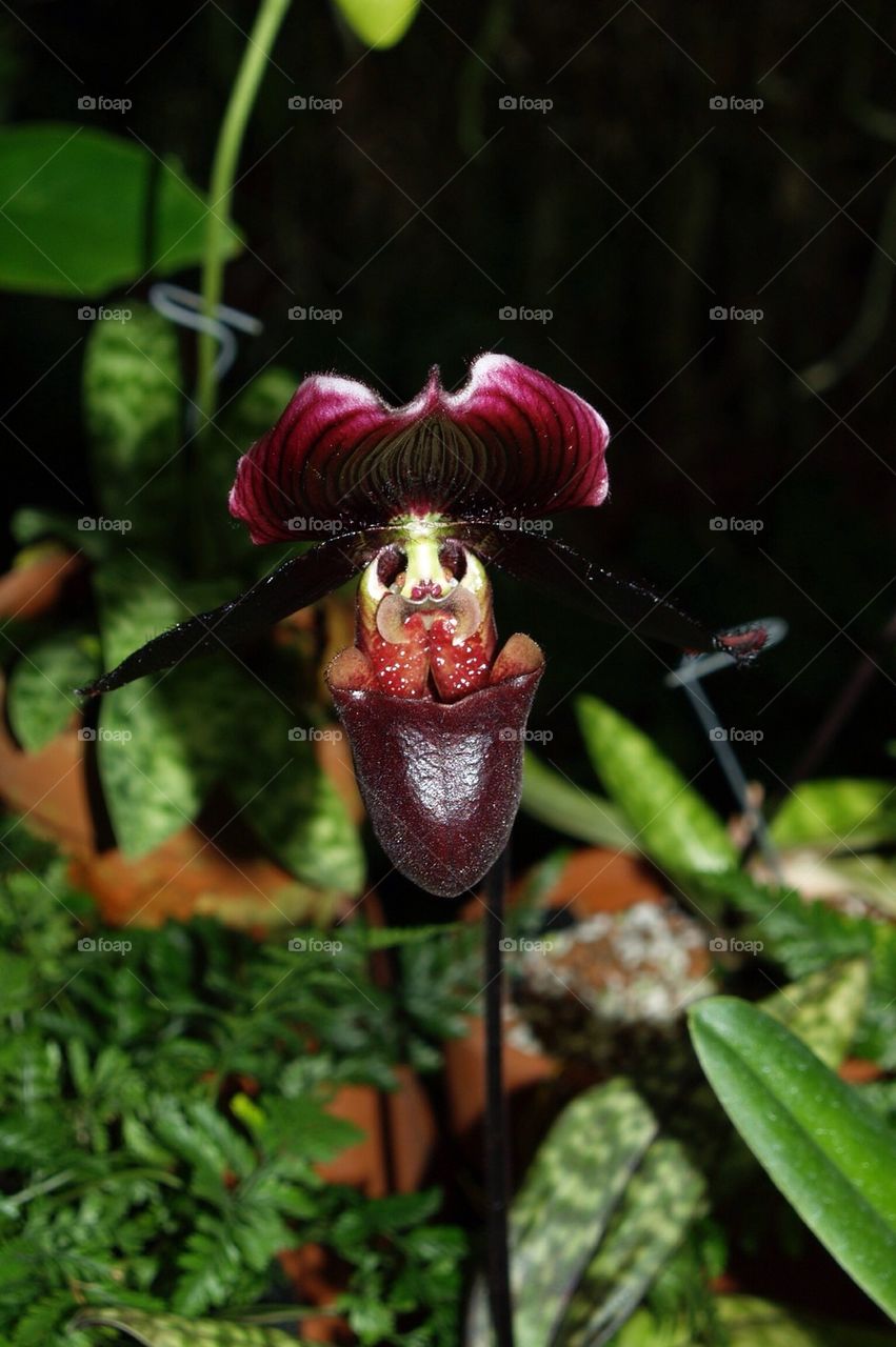 Close-up of a flower