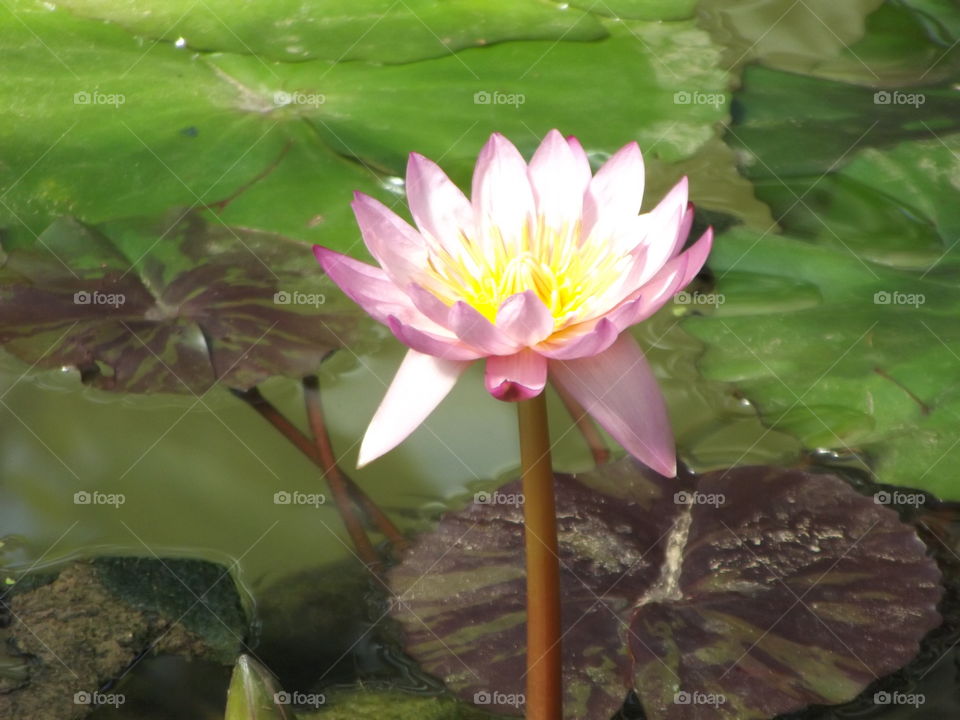 Pink Water Lilly Flower