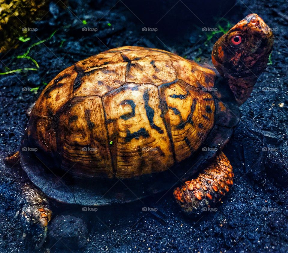 A cute little tortoise with bright red eyes—taken in Grand Rapids, Michigan 