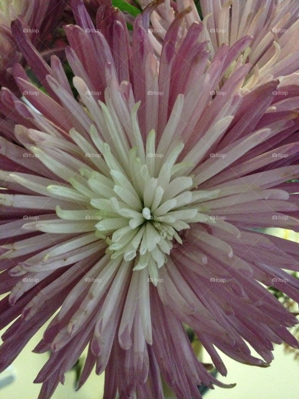 Chrysanthemum close up