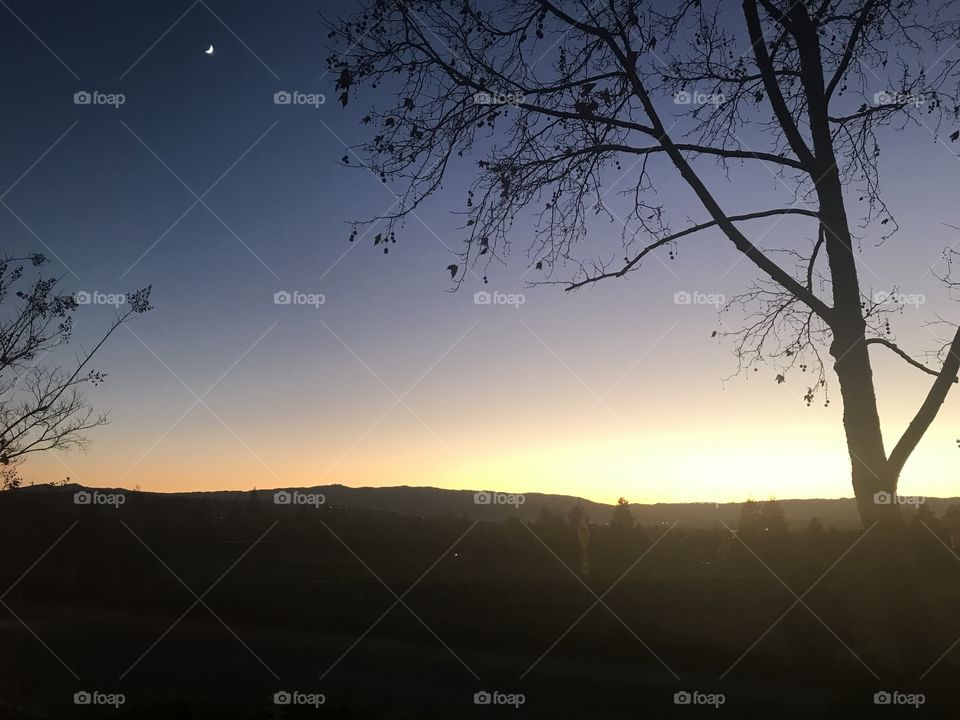 Planets in night sky shine brightly between branches 