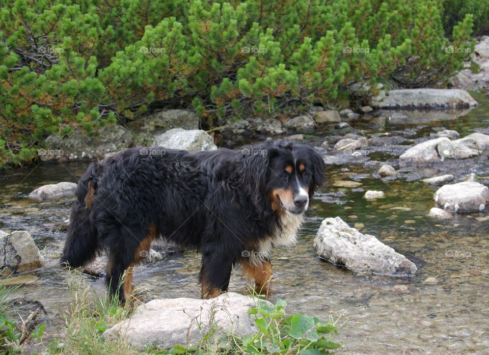 Dog standing near the lake