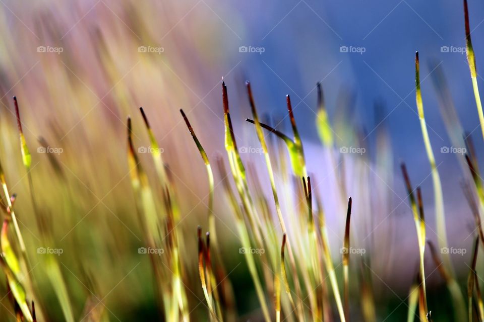 Macro of ornamental grass