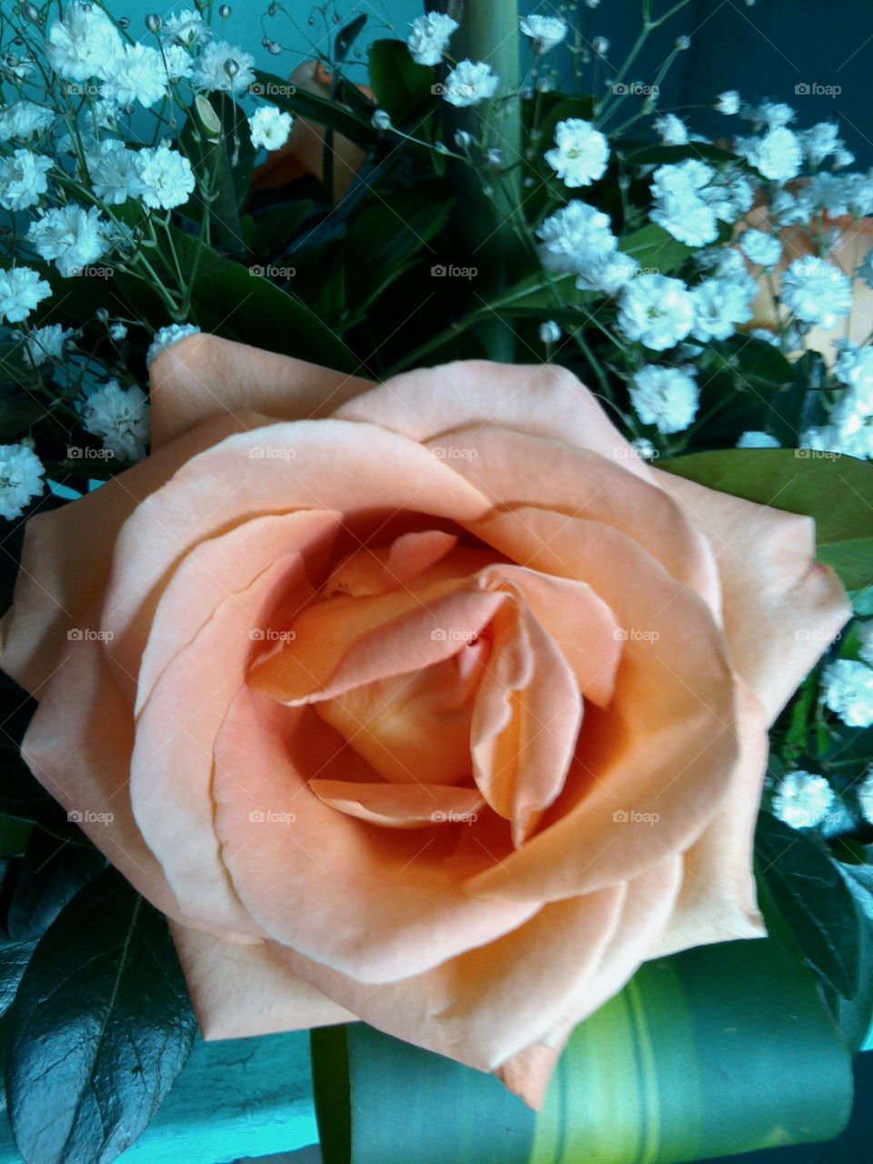 Orange rose