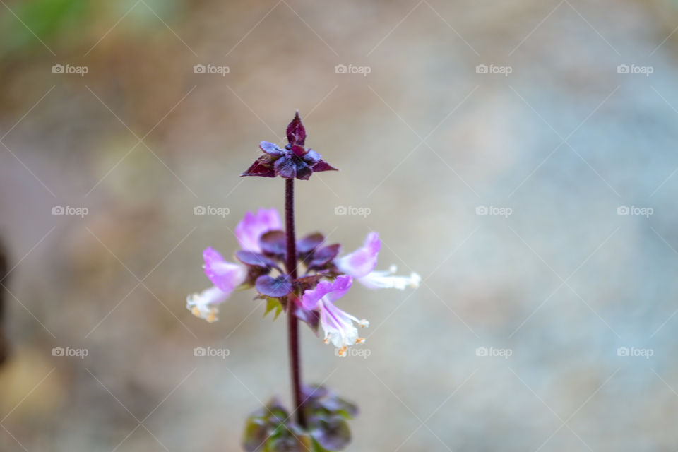 Thai basil flower