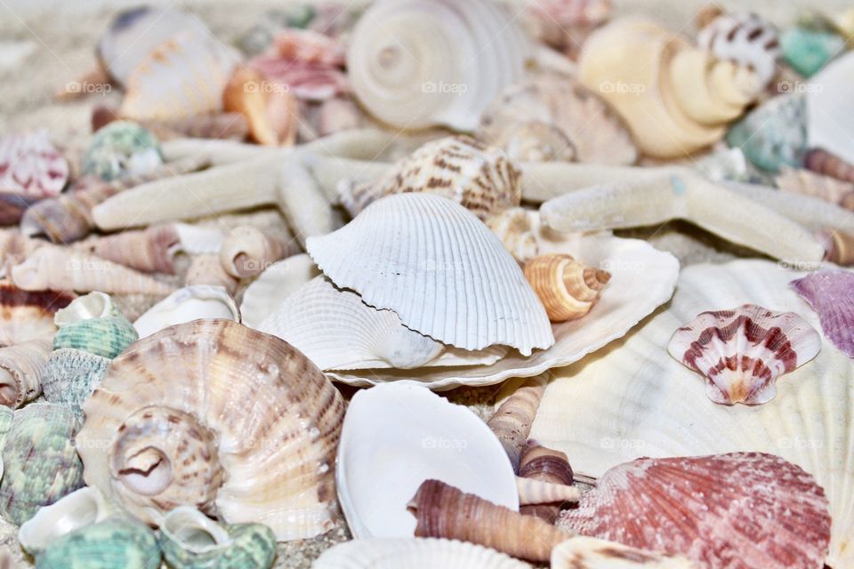 Sea shells