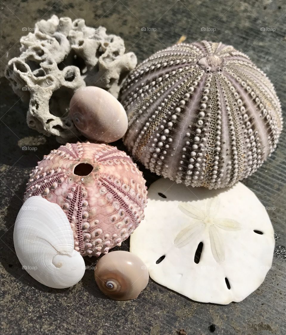 Sea urchins & shells