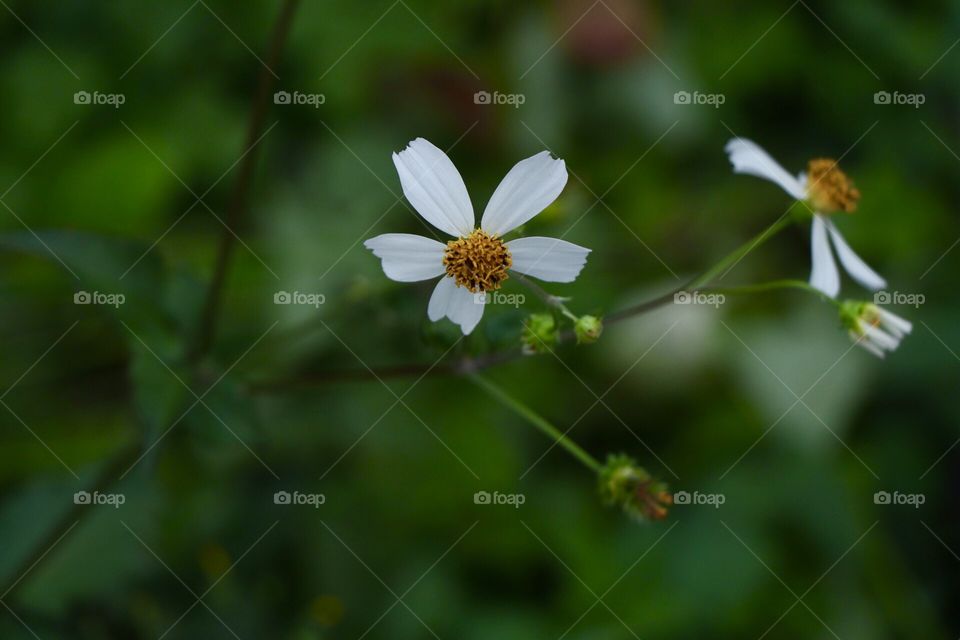 Wild flower,tiny, white, beautiful, simple