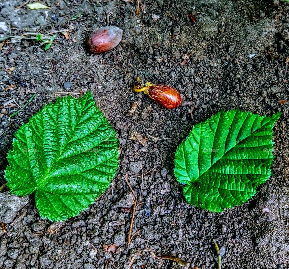 Début d'un noisetier, la noisette a germé et s'est installée dans la terre