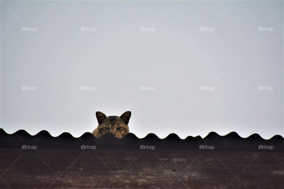 A cat is seeing the world from the rooftop 