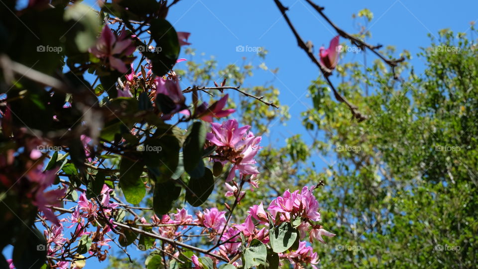 Pink spring flowers on Bauhinia tree