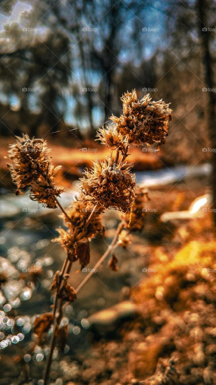 Plant by the frozen river.