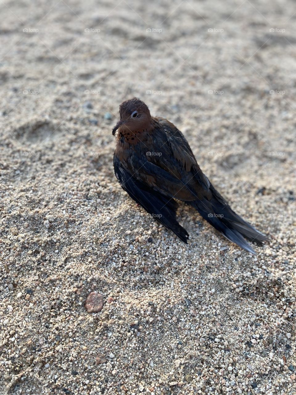 Dove bird my sweet friend