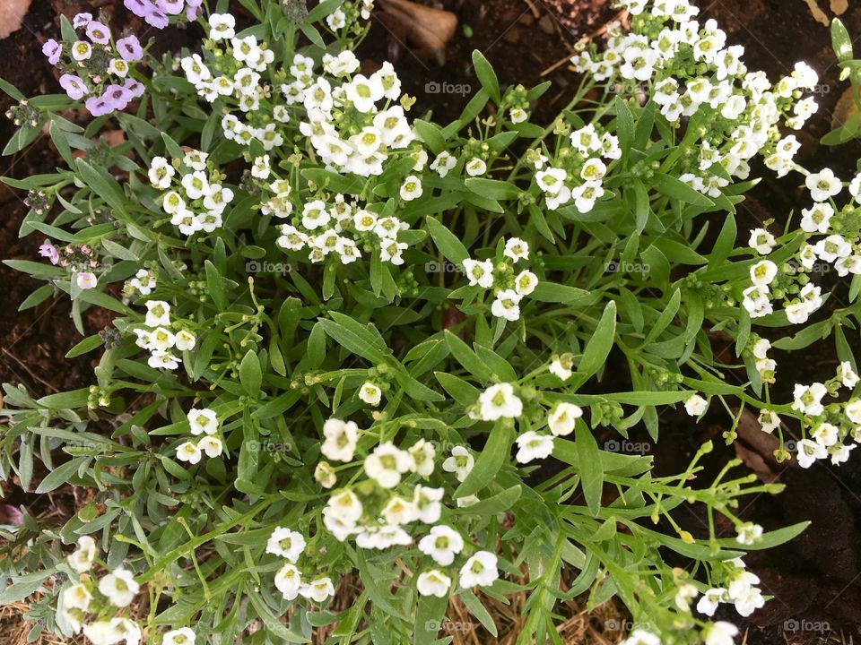 White Flowers