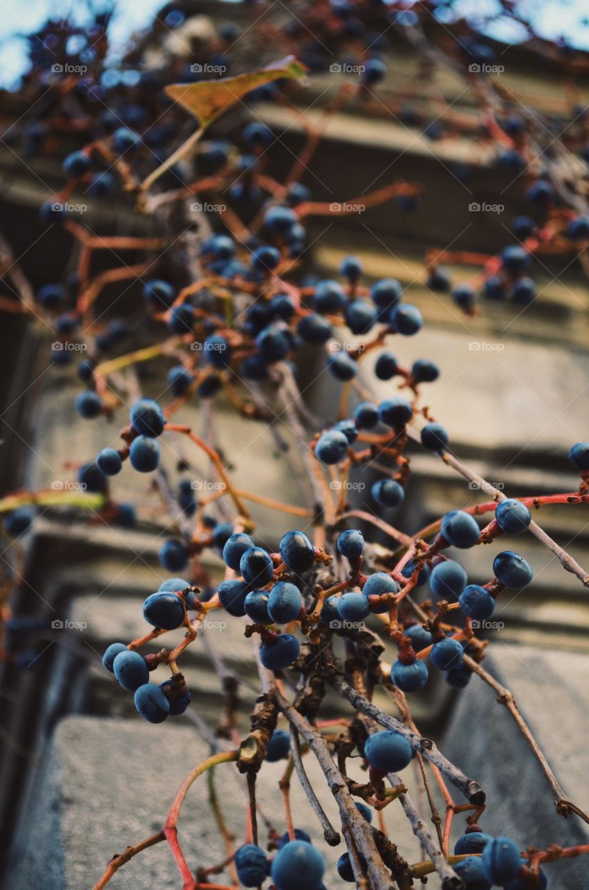 Wild fruits 