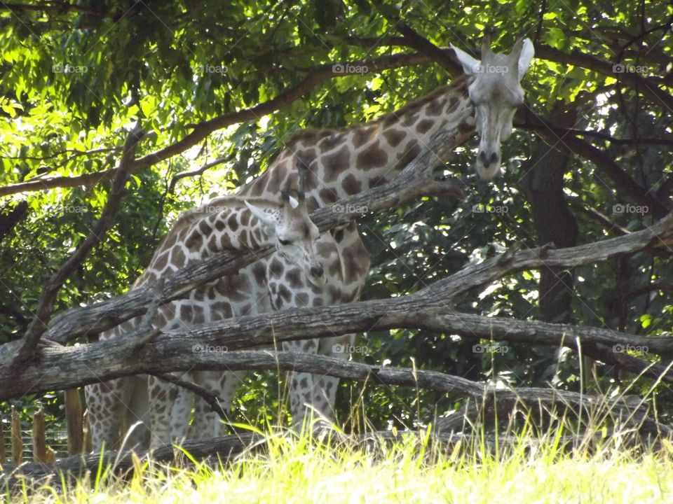 Nature, Wildlife, Animal, Wild, Tree