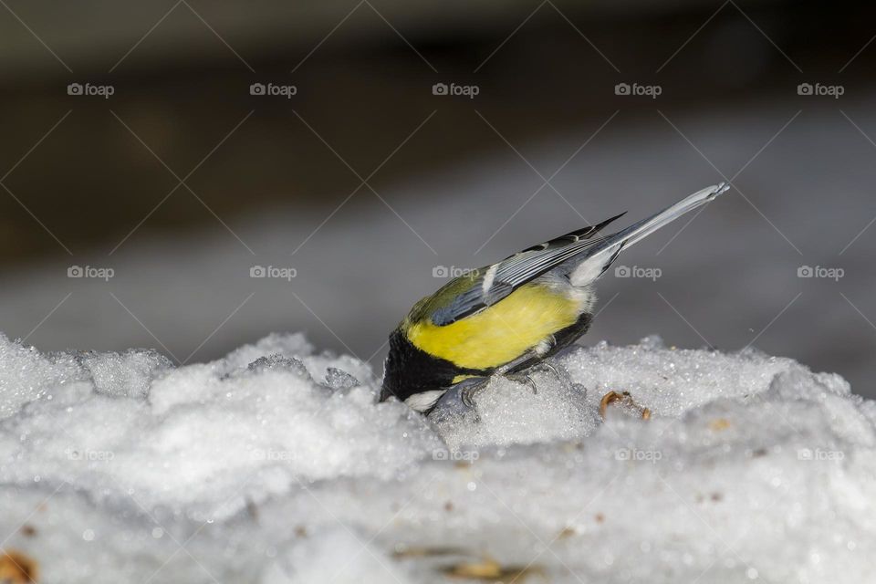 Parus major