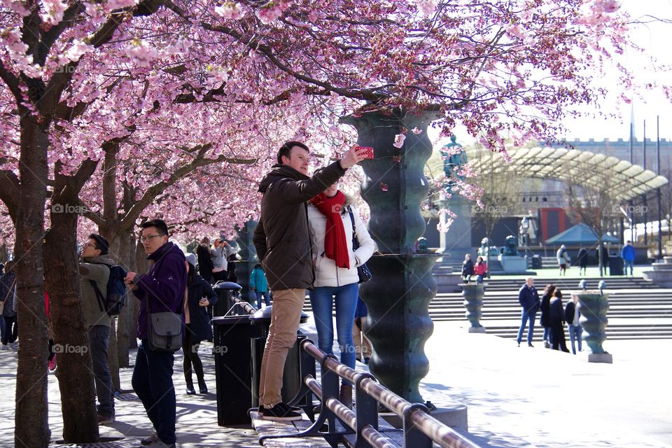 Japanese cherry blossom in Kungsträdgården, Stockholm, Sweden