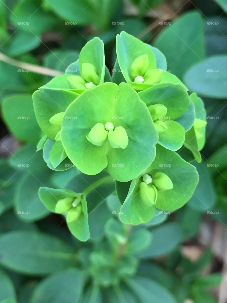 Spurge perspective