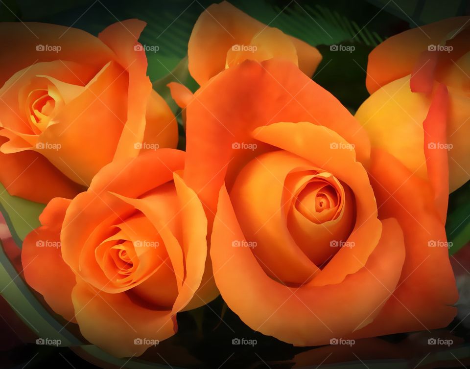 Orange roses
