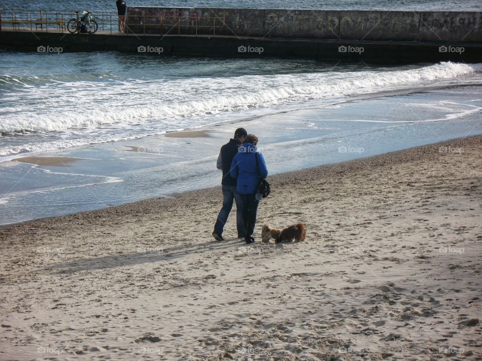 walk with dogs on the sea прогулка с собаками на море