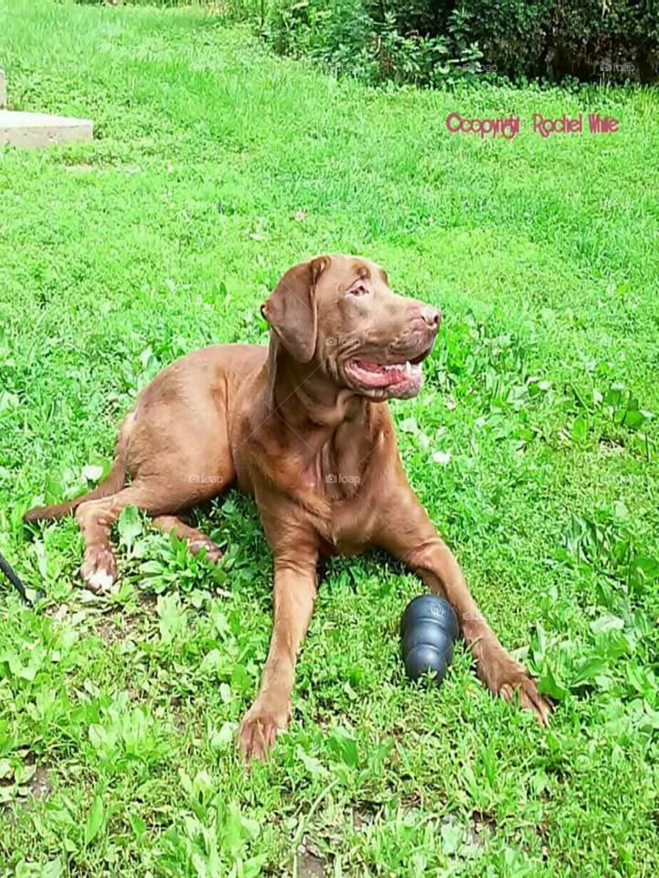 Buddy relaxing after his playful day