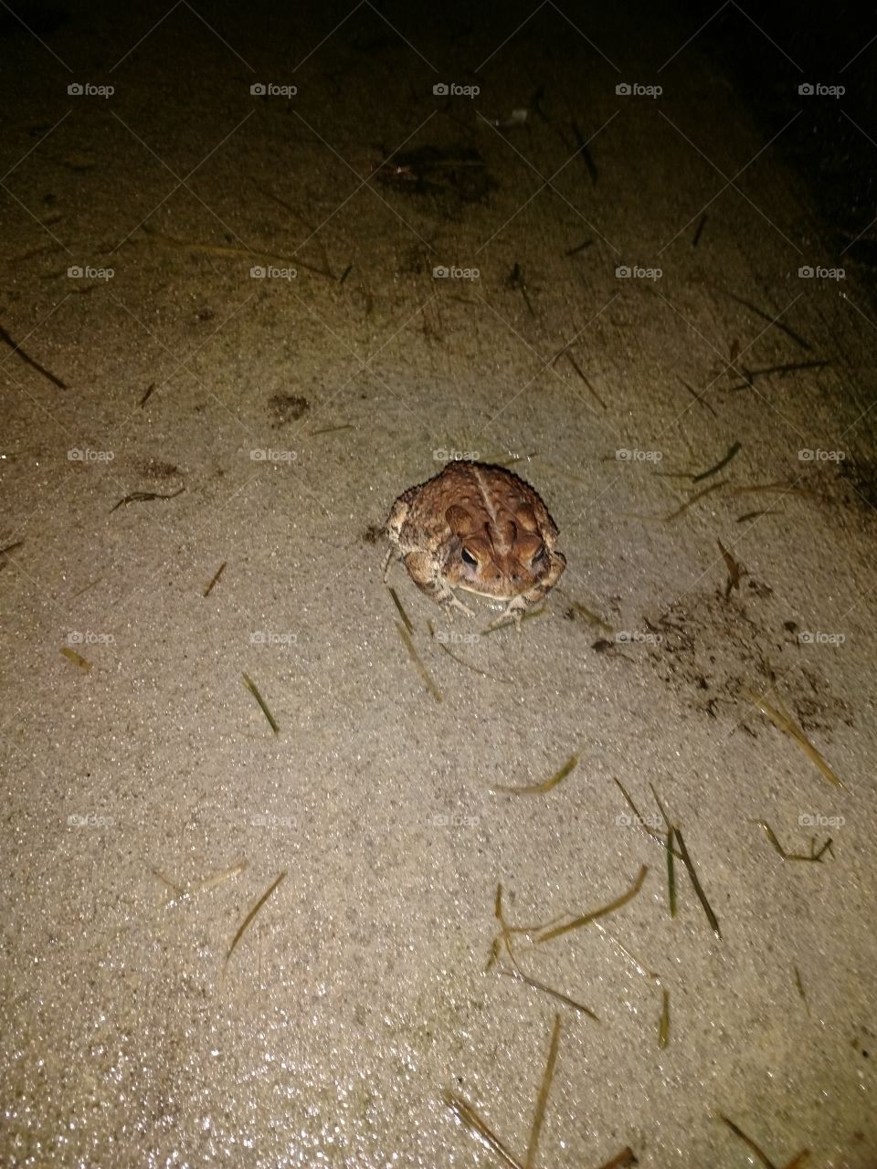 toad frog, night, outside, eating bugs, prince charming
