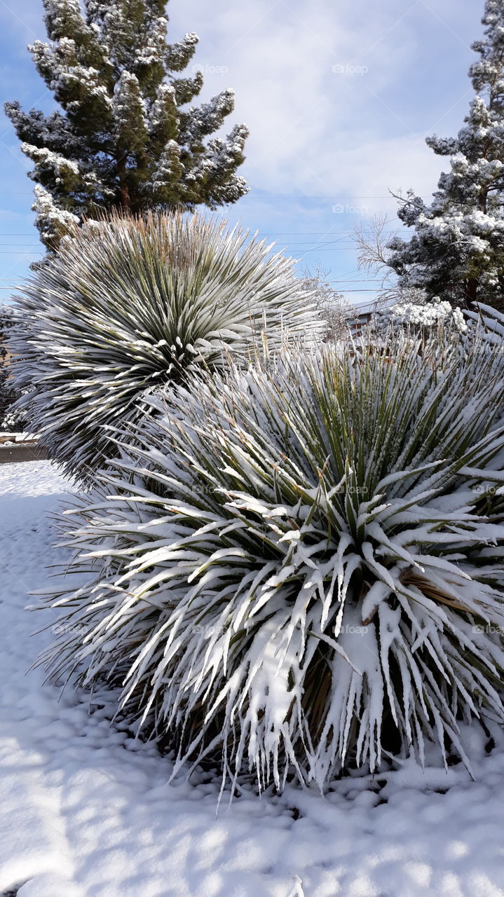 Desert Snow