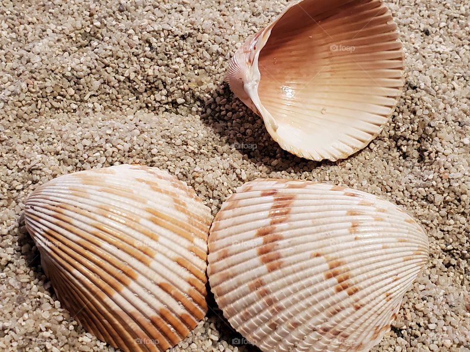 Cockle Shells on the Sand