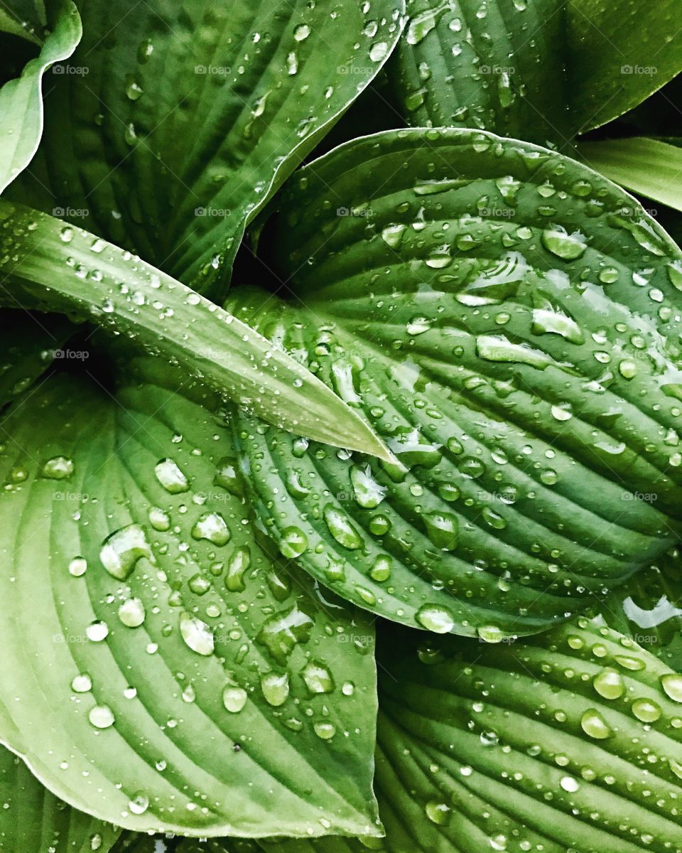 Raindrops on green leaves 