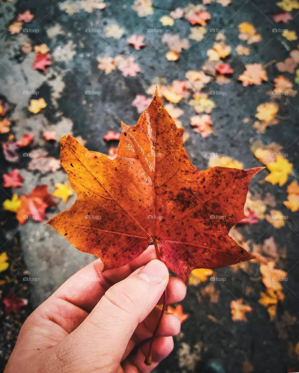 autumn