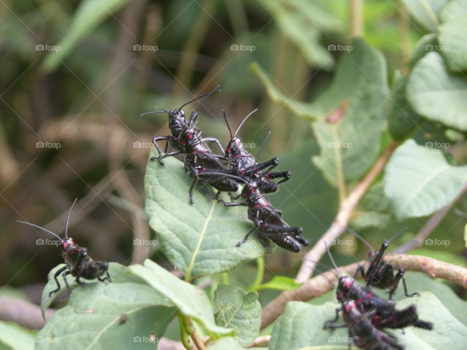 mascota inusual. insectos