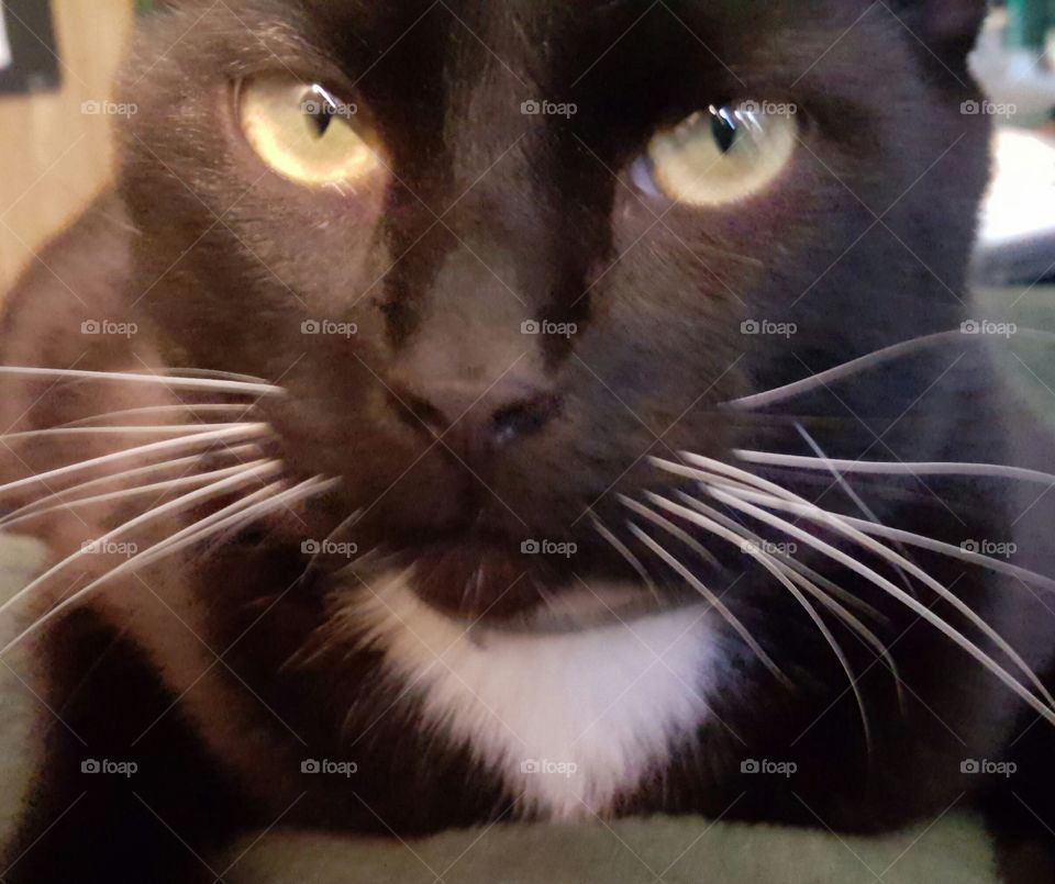 Short, dark and handsome