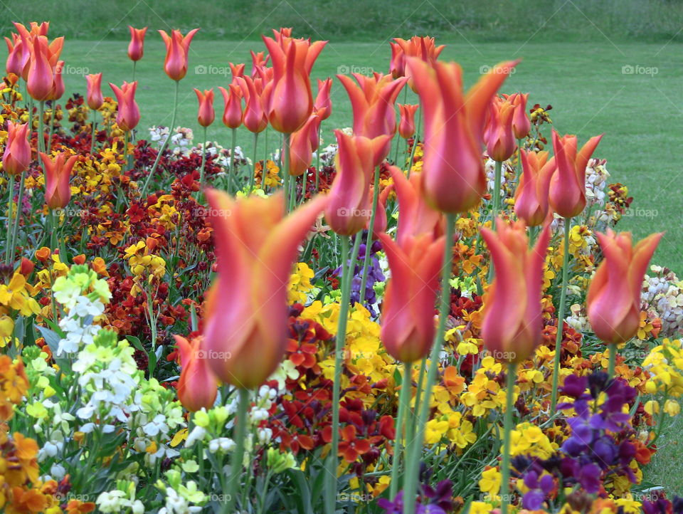 Hampton Park Palace Gardens Flowers Tulip