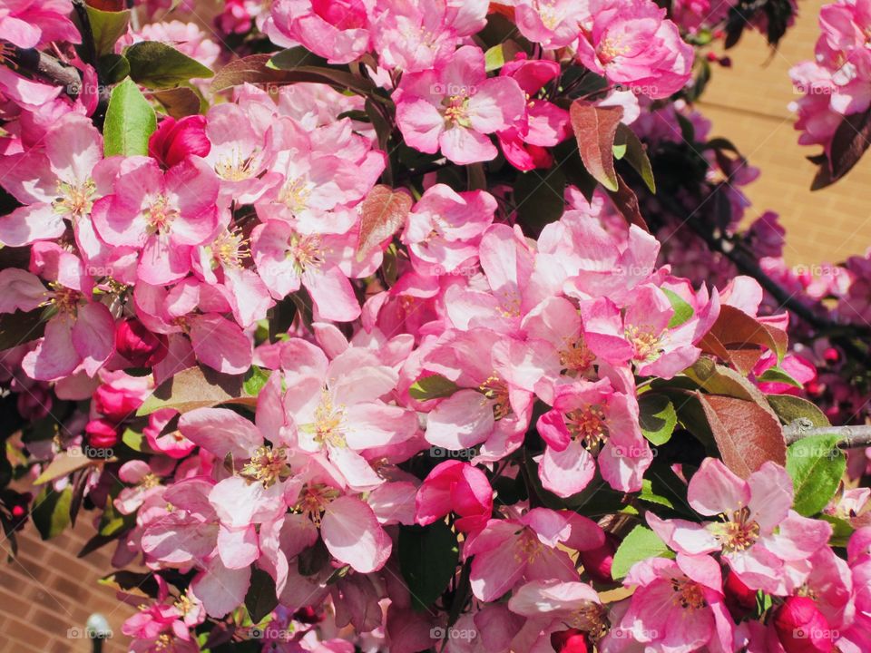 Springtime Unique Flowers