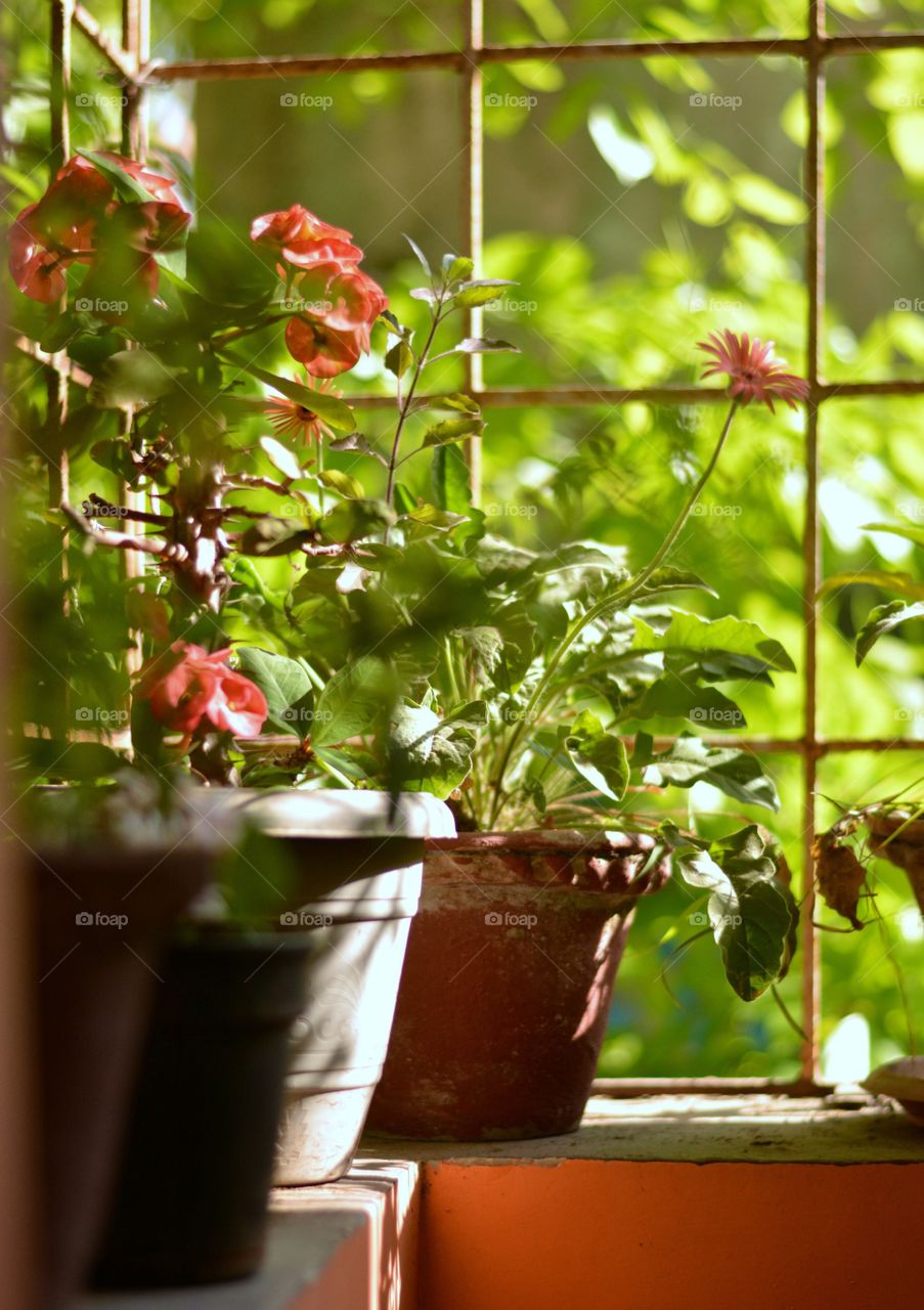 House plants in pots
