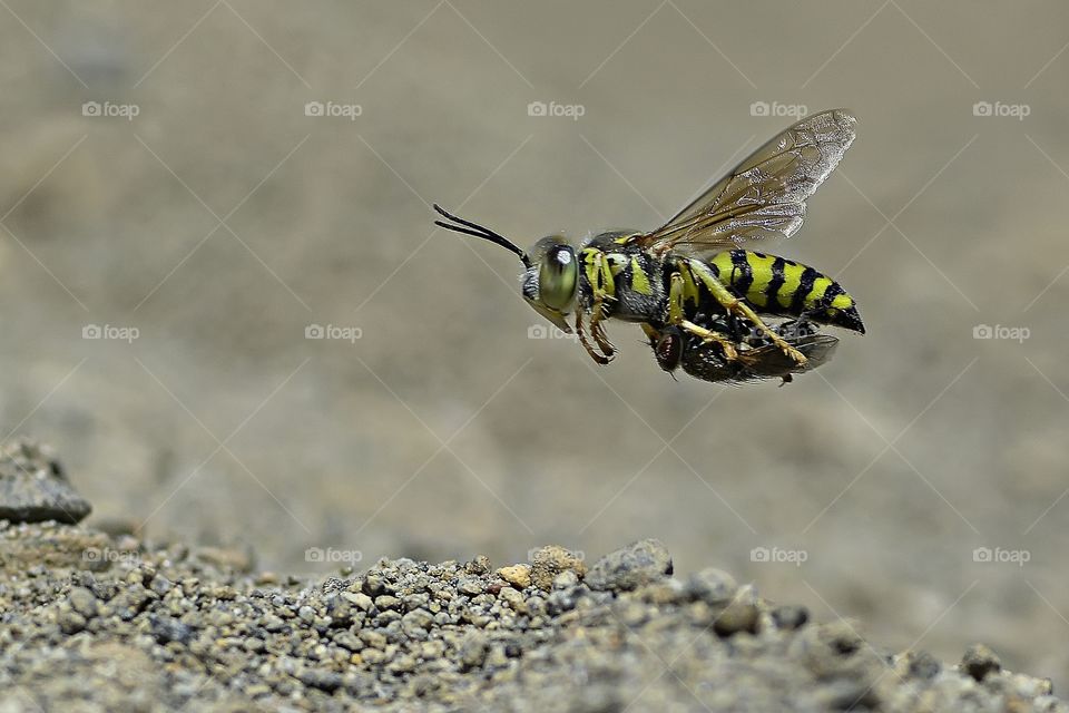 sand wasp.