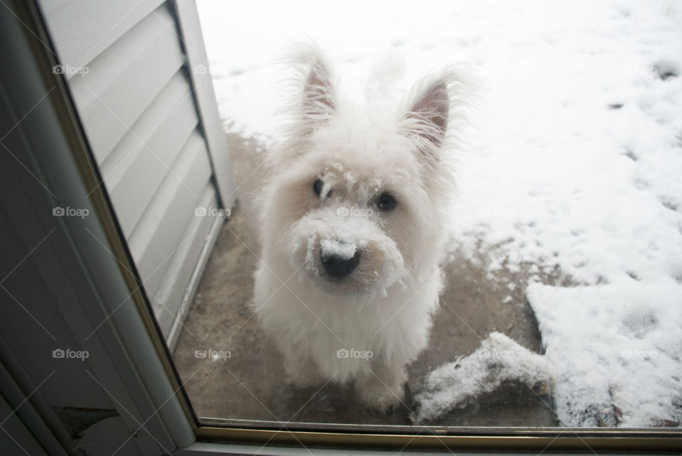 Westie Sitting Outside the Door in the Snow