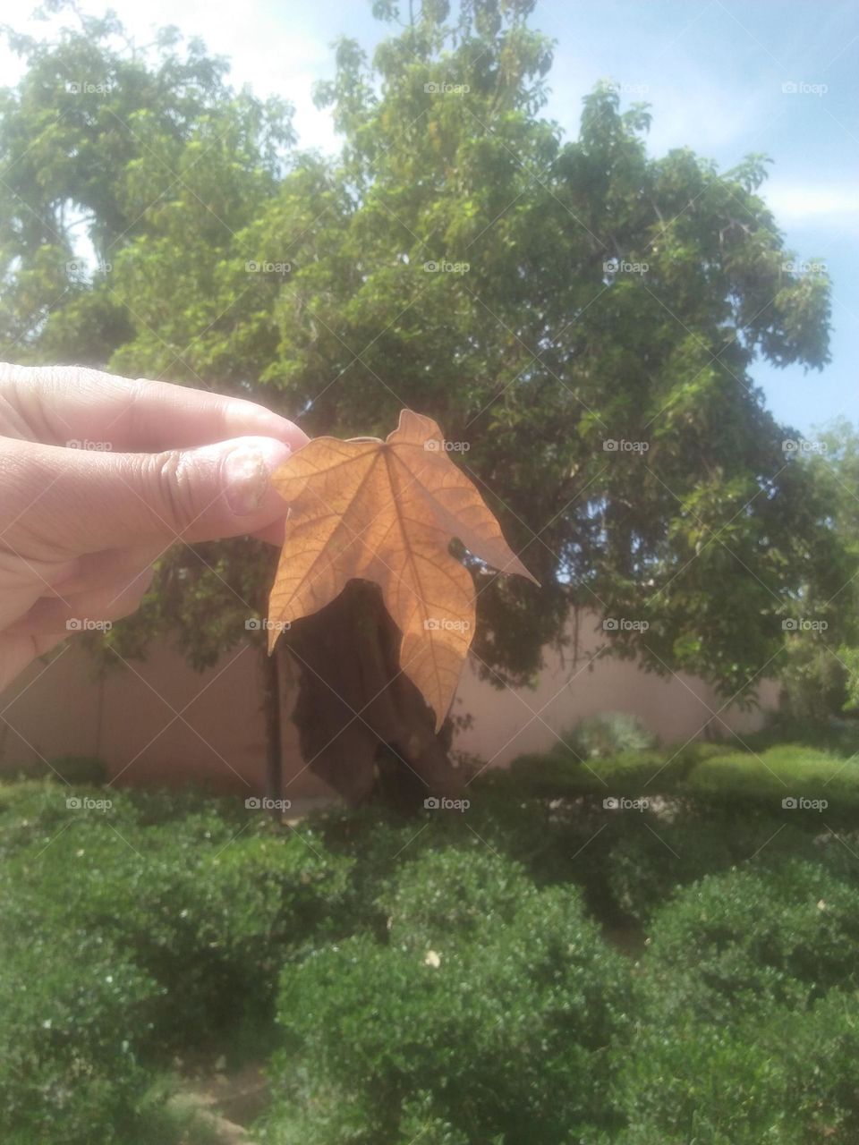 Dead leaf of a tree.