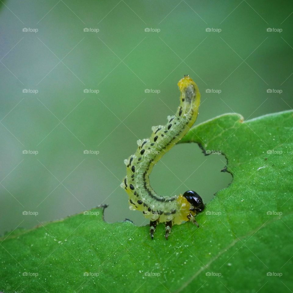 Raupe frisst