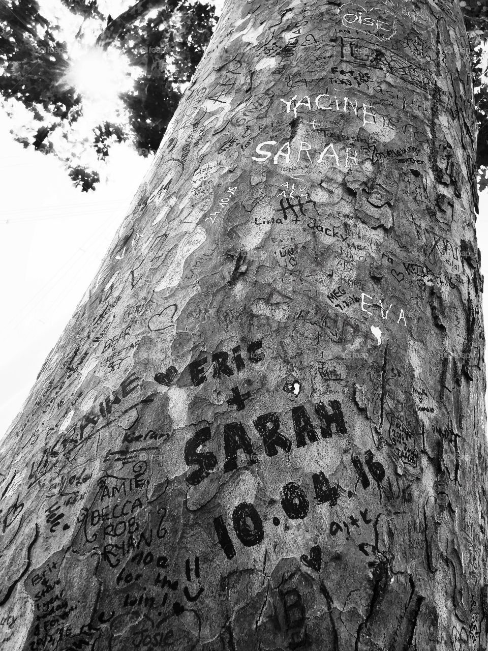The Southbank London, names, dates, words carved in the tree