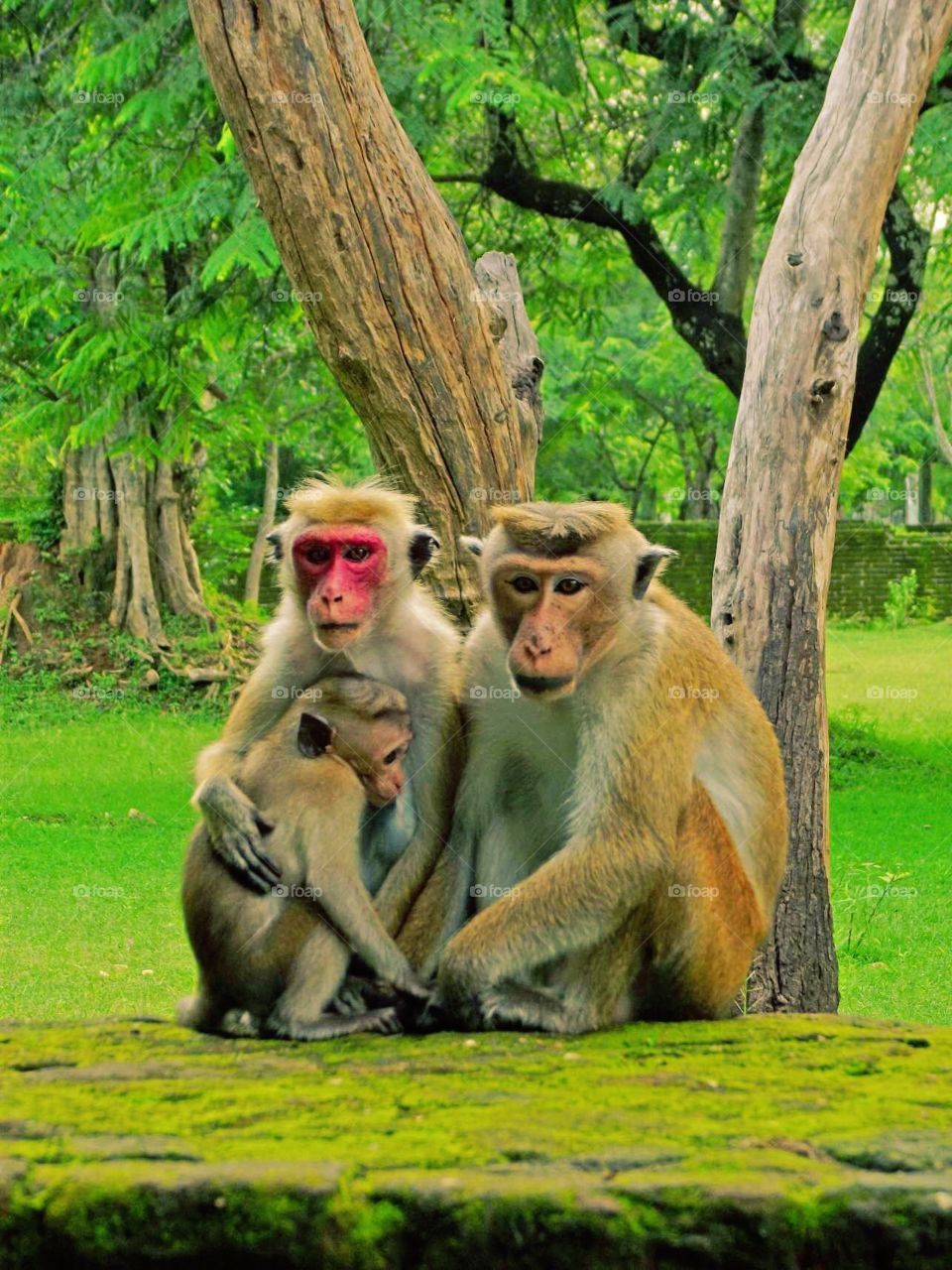 The Monkey Family.