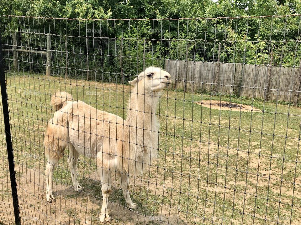 Lama  at the Reston Zoo 🌿