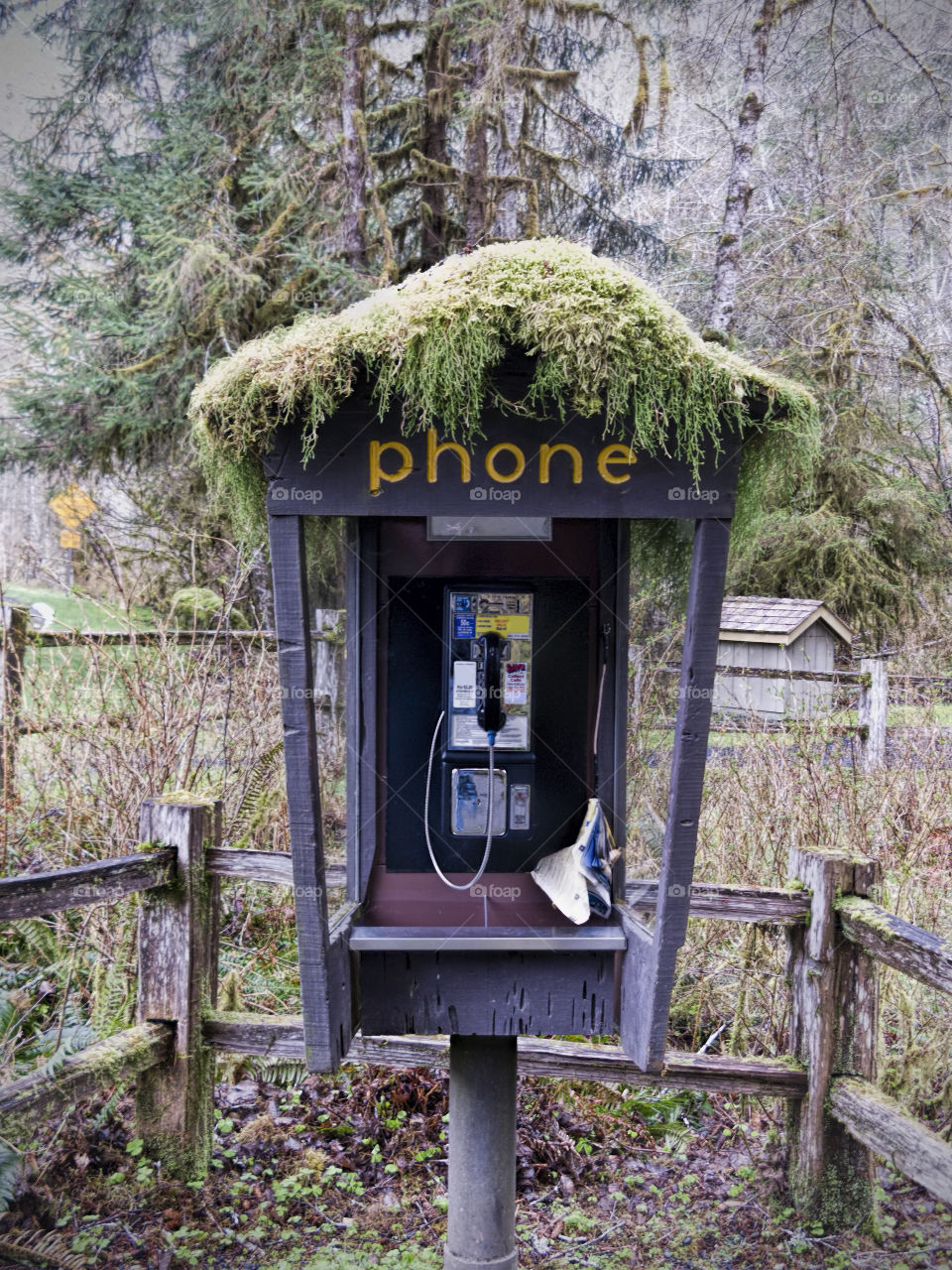 Pay phone covered with moss in rainforest