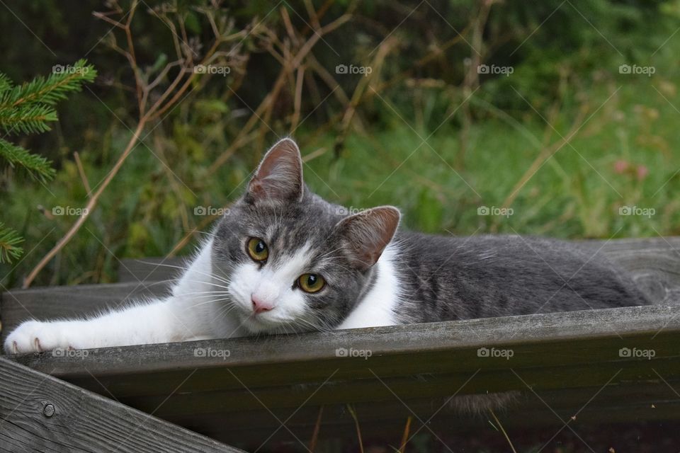 Close-up of cat lying on wooden