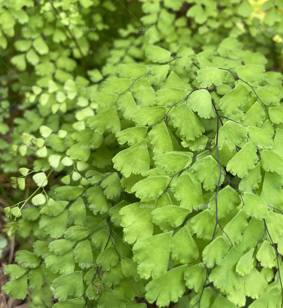 Maiden Hair Fern 