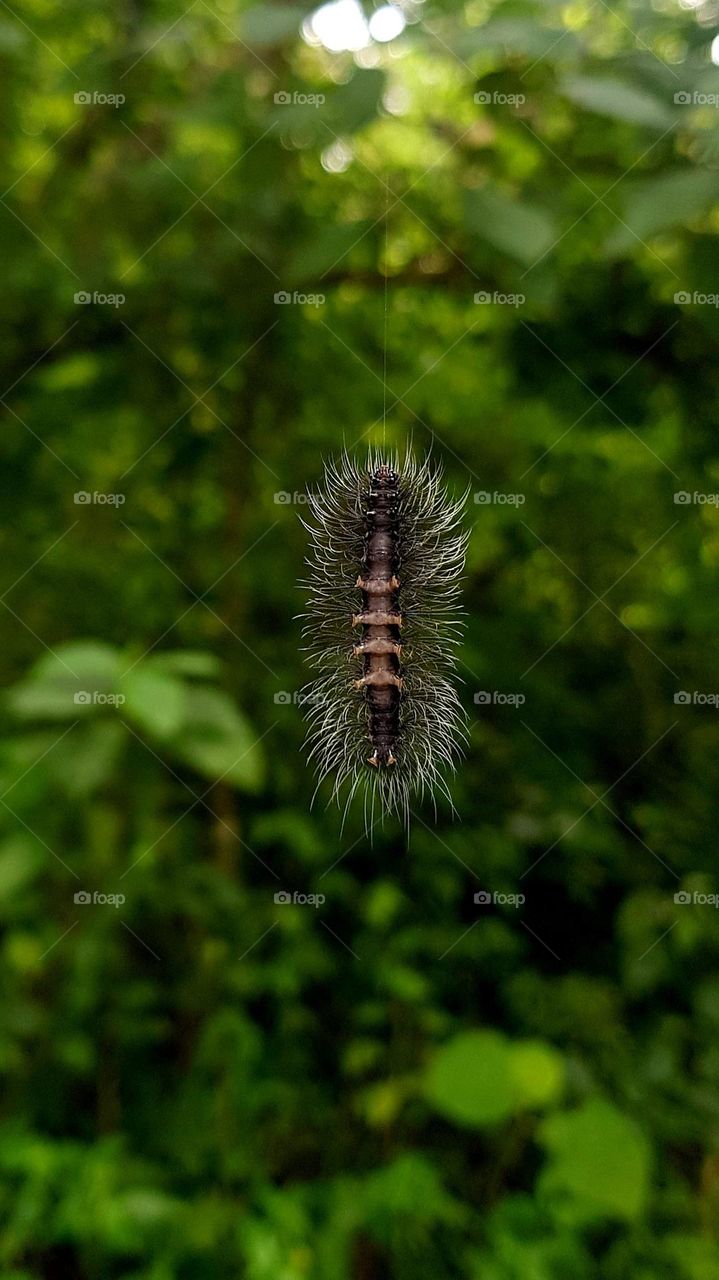 poisonous caterpillar